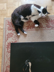 Photo de galerie - Voici bounty 11 ans adorable qui adore les câlins et surtout c'est une vraie piplette 