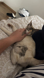 Photo de galerie - Câlin avec un jeune chat 