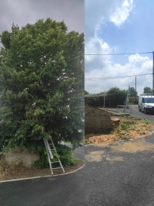 Photo de galerie - Abbatage de tilleul 