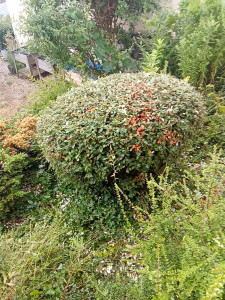 Photo de galerie - Taille de buisson et qui en avait bien besoin au taille haie manuelle avec travail soigné 