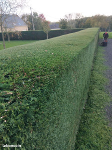 Photo de galerie - Taile des haies et des arbustes 