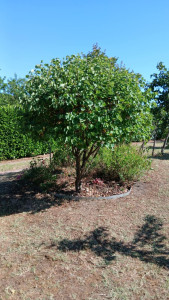 Photo de galerie - Taille d'un Cersis siliquastrum (Arbre de Judée)