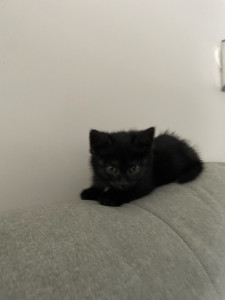 Photo de galerie - Lune