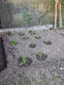 Photo de galerie - Création d'une parcelle de jardin 