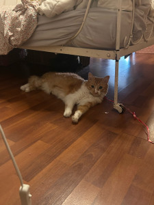 Photo de galerie - Garde de 2 chats pendant 1 semaine, 2 visites par jour, directement à leur domicile, l’un d’eux était plus timide !! nourrissage, nettoyage litière, moment caresse… 