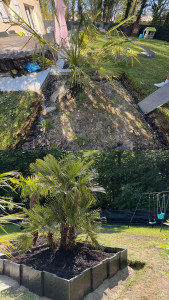 Photo de galerie - Création de massif en bordure ardoise avec plantation de 2 palmiers 