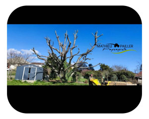 Photo de galerie - élagage d'un cerisier 