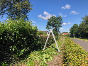 Photo de galerie - Rabattage de haie