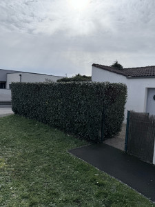 Photo de galerie - Taille d’un olivier de bohème après