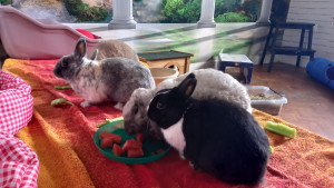 Photo de galerie - Garde lapins