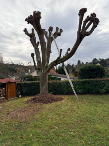 Photo de galerie - Réalisation d’une taille importante sur un arbre, avec intervention en hauteur à l’aide d’une échelle. Travail soigné avec suppression des branches gênantes ou dangereuses, réduction de la hauteur et nettoyage du chantier.