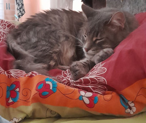 Photo de galerie - Garde chat