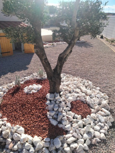 Photo de galerie - Création et entretien olivier 