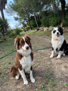 Photo de galerie - Mes loulous 