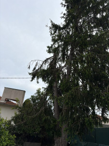 Photo de galerie - Elagage et coupe d'arbres