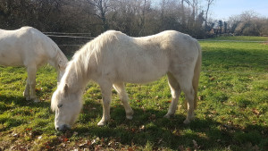 Photo de galerie - Gestion de chevaux depuis de nombreuses annees