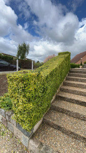 Photo de galerie - Elagage et coupe d'arbres