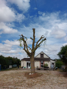 Photo de galerie - Après elagage 