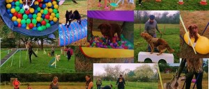 Photo de galerie - Garde chien