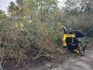 Photo de galerie - Elagage et coupe d'arbres