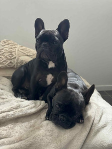 Photo de galerie - Garde chien