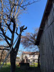 Photo de galerie - élagage branche de cerisier penchants fortement sur un bâtiment 