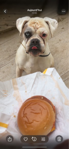 Photo de galerie - Junior un boxer de 11 ans 