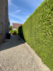 Photo de galerie - Taille de haies et d'arbustes