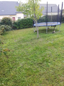 Photo de galerie - Tonte de pelouse - Débroussaillage