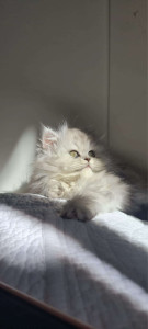 Photo de galerie - Eleveur de persan. Je garde aussi vos félins.