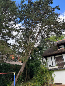 Photo de galerie - Elagage et coupe d'arbres