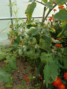 Photo de galerie - Tomates géantes sous serre