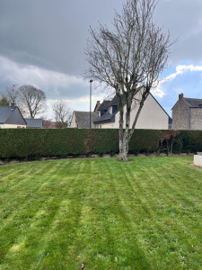 Photo de galerie - Taille de haies et d'arbustes