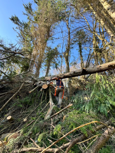 Photo de galerie - Arbre tombé lors de la tempête gorreti