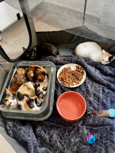 Photo de galerie - Famille d’accueil pour chatons