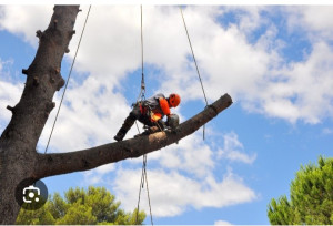 Photo de galerie - Elagage et coupe d'arbres