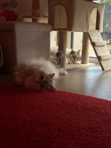 Photo de galerie - Garde chat