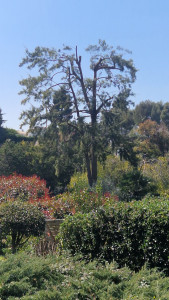 Photo de galerie - Taille d'entretien d'un Filao