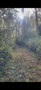 Photo de galerie - Débroussaillage forêt 