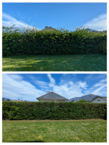 Photo de galerie - Taille de haies et d'arbustes