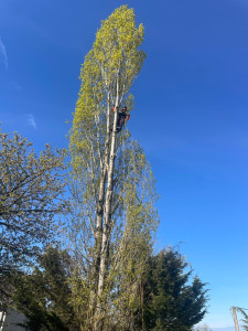 Photo de galerie - Abattages d’un peuplier 