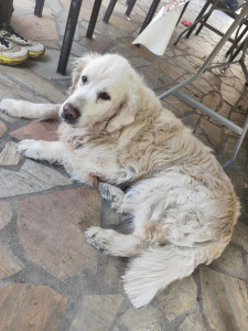 Photo de galerie - Garde animaux