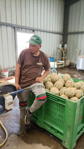 Photo de galerie - Récolte des melon