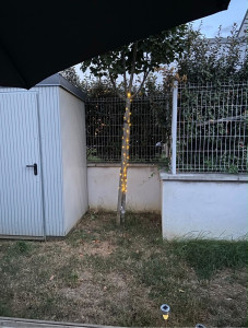 Photo de galerie - Guirlande sur Arbre