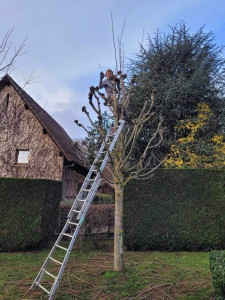 Photo de galerie - Elagage et coupe d'arbres