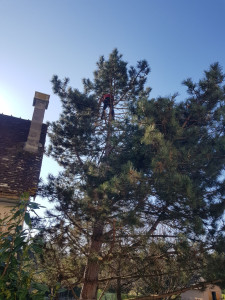 Photo de galerie - Elagage et coupe d'arbres