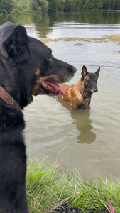 Photo de galerie - Idole et Naruto que j’ai régulièrement en visite à domicile / balade / pensions