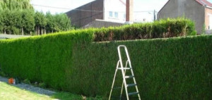 Photo de galerie - Taille de haies et d'arbustes