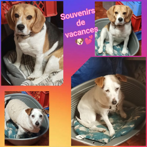 Photo de galerie - Garde chien