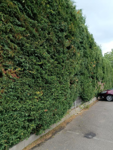 Photo de galerie - Taille thuyas et ramassage 